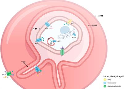 Transporter-Mediated Solutes Uptake as Drug Target in Plasmodium falciparum